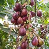 Purple Matoa Fruit (Pometia Pinnata) Seedling Fruit Plant (Home & Garden Plants)