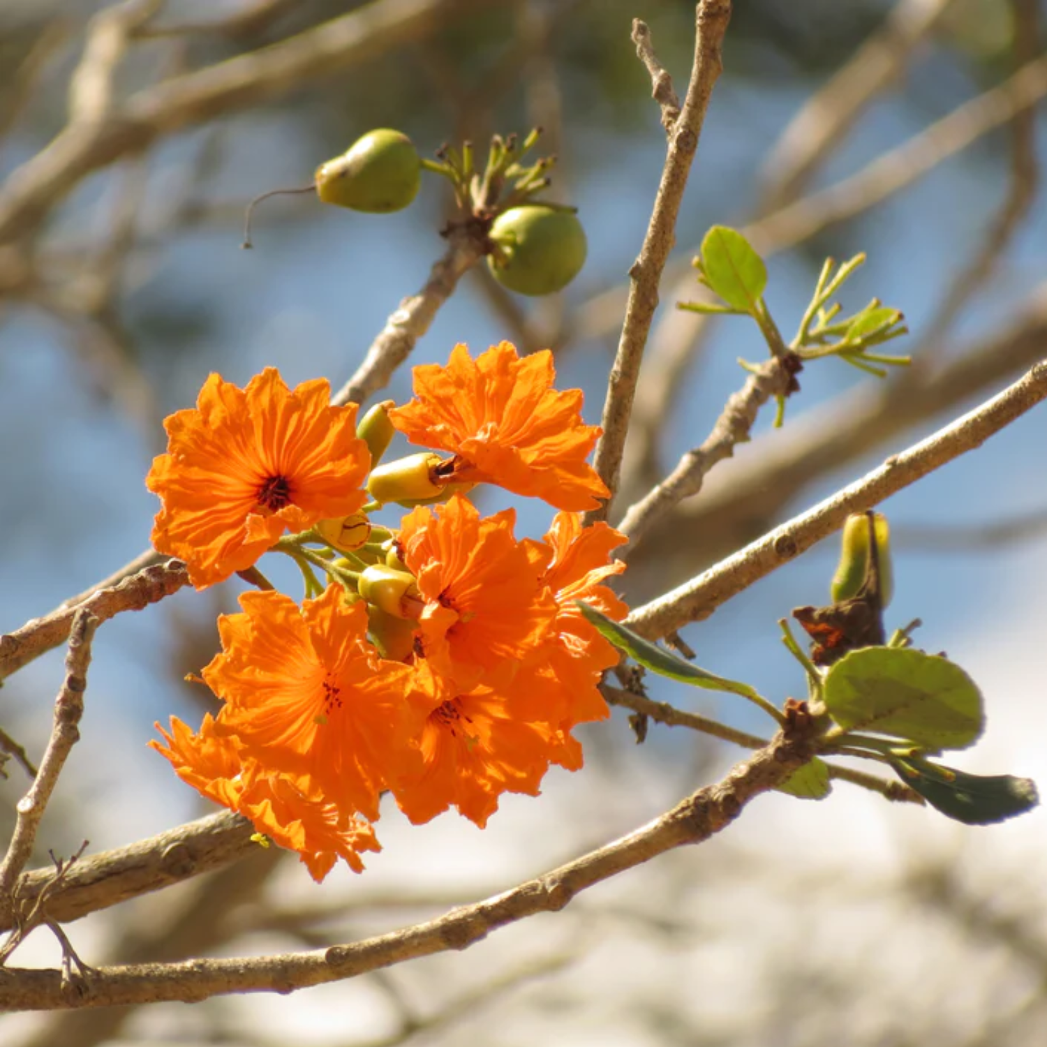 Ziricote Fruit (Cordia dodecandra) Seedling Fruit Plant (Home & Garden Plants)