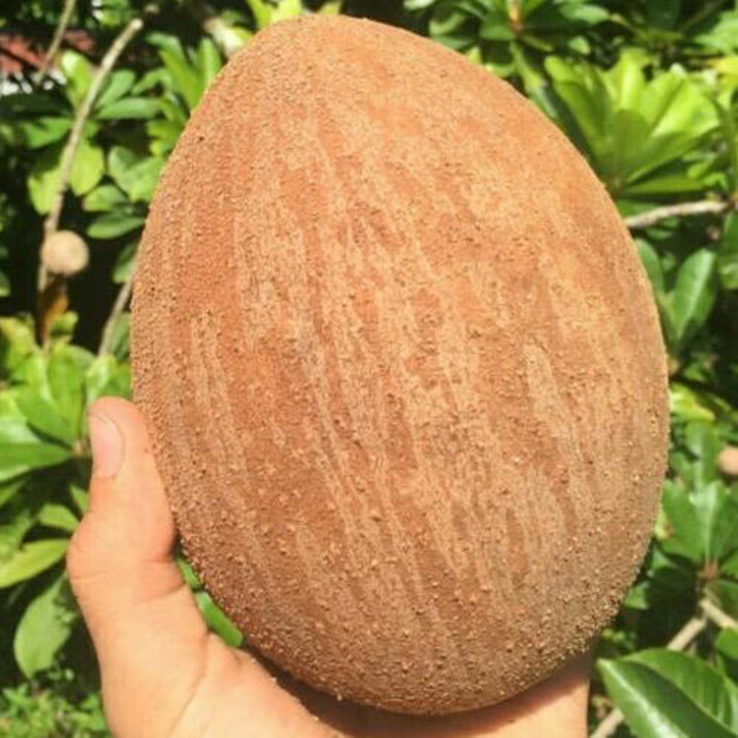 Mamey Sapote Key West (Pouteria Sapota) Seedling Fruit Plant (Home & Garden Plants)