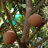 Mamey Sapote Pantine (Pouteria Sapota) Fruit Plant (Home & Garden Plants)