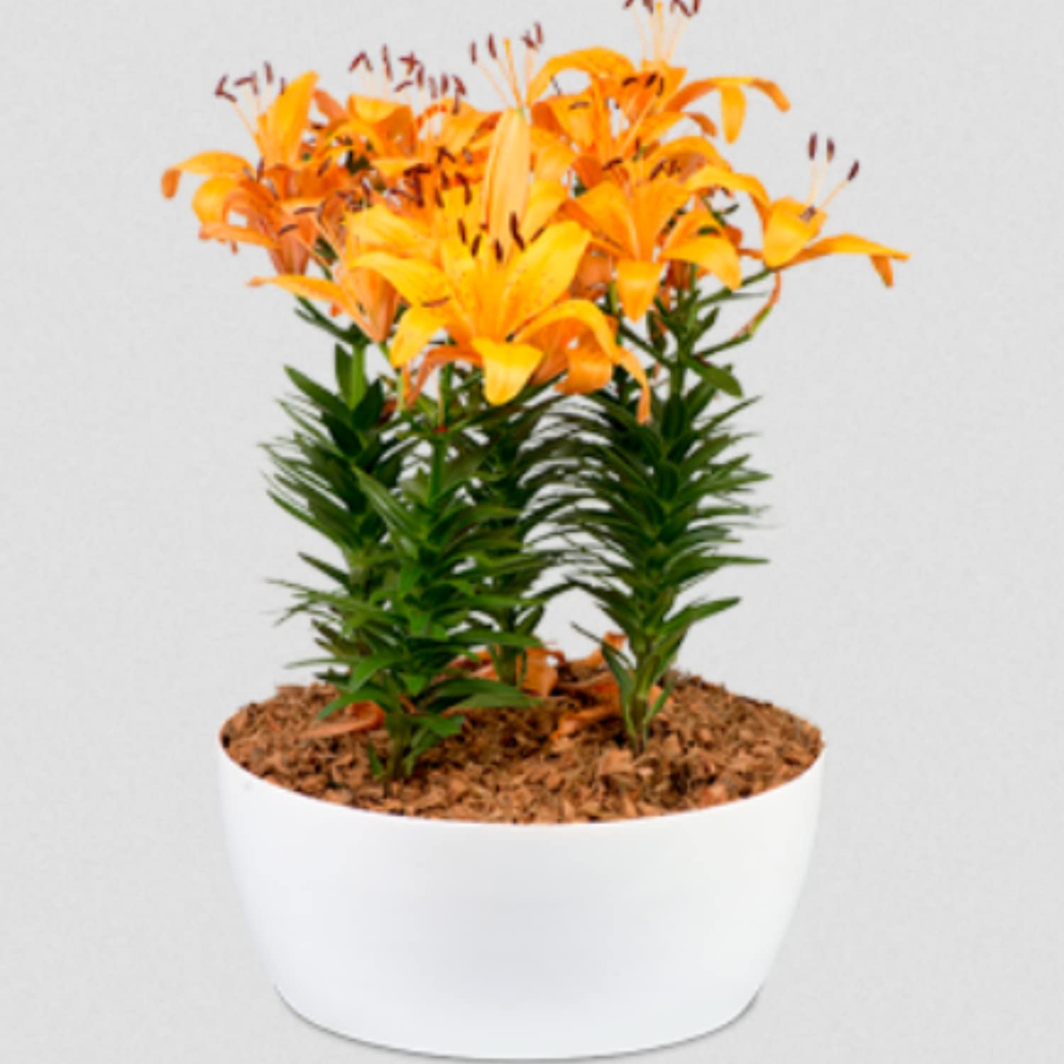 Hug A Plant | Geneva 32cm Round Plastic Pot for Home & Garden (32CM | 12.59 INCH, Pack of 1, White)