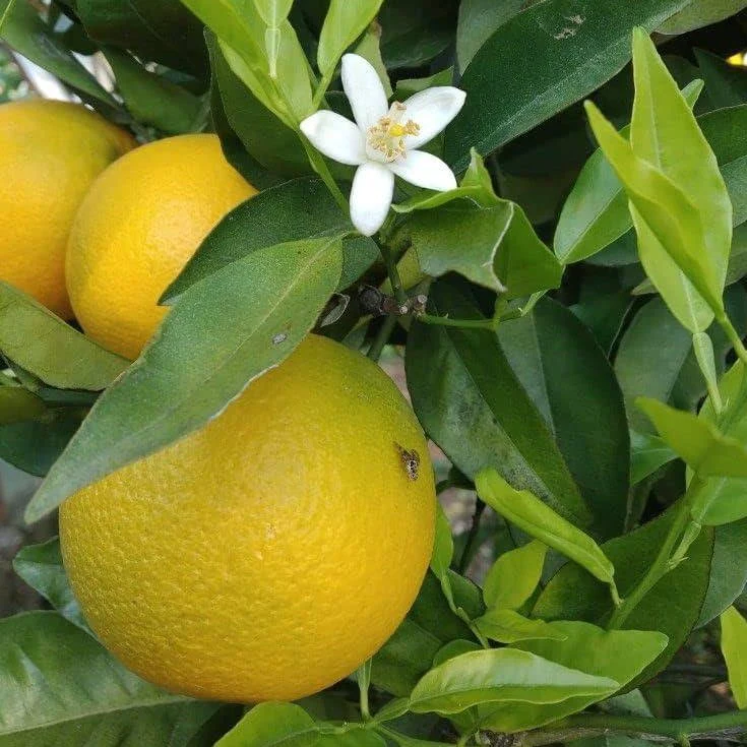 All Time vietnam Malta Orange (BAU 3 malta) Grafted Fruit Plant (Home & Garden Plants)