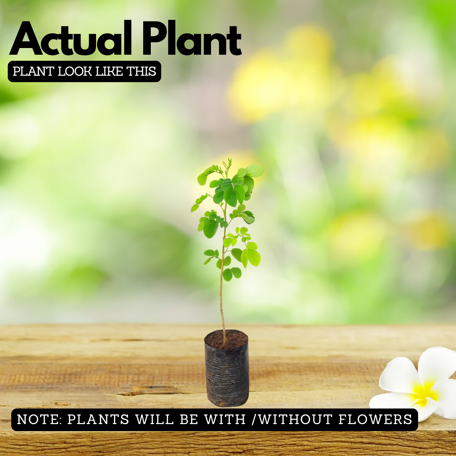 Rain tree /  / Albizzia saman / (Avenue Tree)  Live Plant (Home & Garden)
