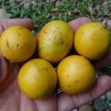 Durland's Pouteria Fruit (Pouteria durlandii) Seedling Fruit Plant (Home & Garden Plants)