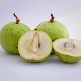 Green Star Apple (Chrysophyllum Cainito) Seedling Fruit Plant (Home & Garden Plants)