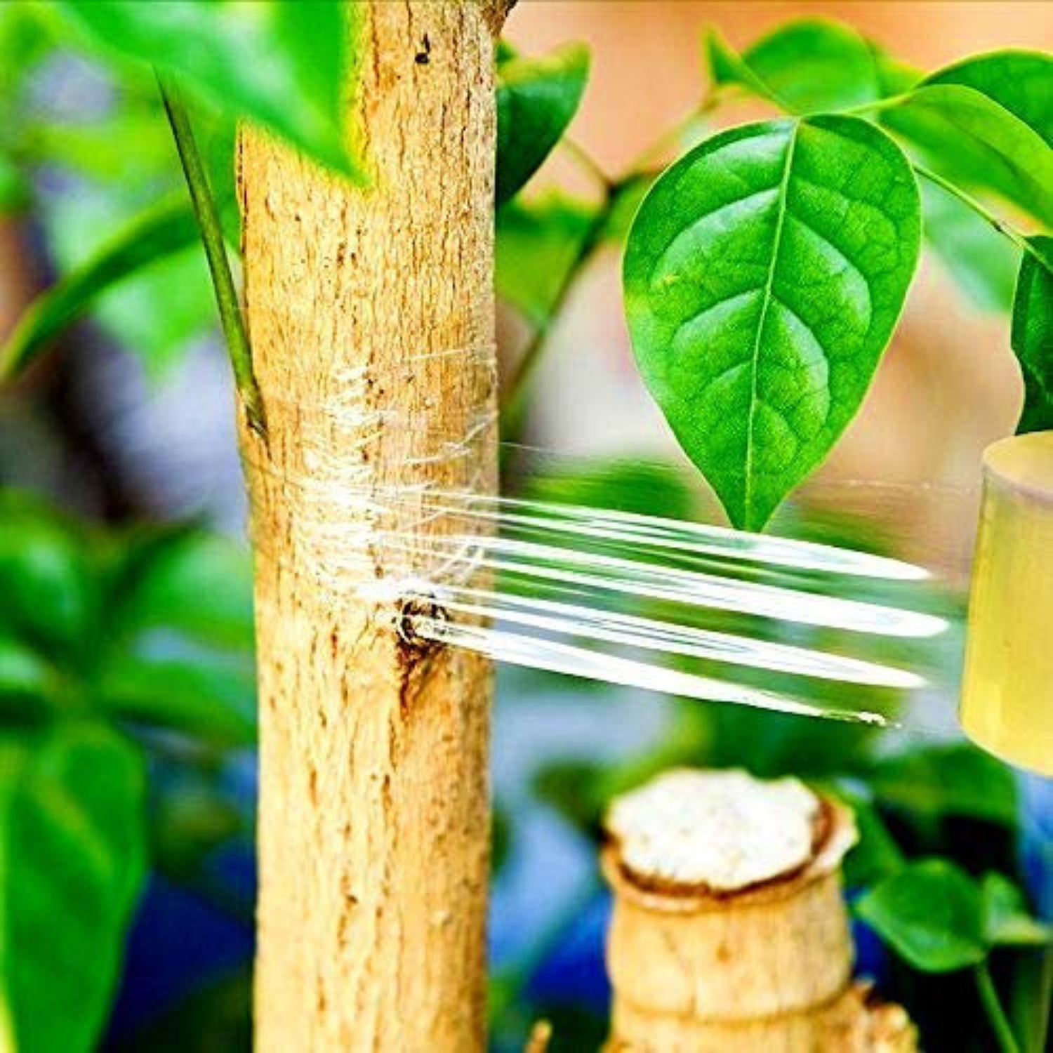 GARDEN GRAFTING TAPE Clear Stretchable Tape for Budding and Grafting – The  Urban Gardening Shop