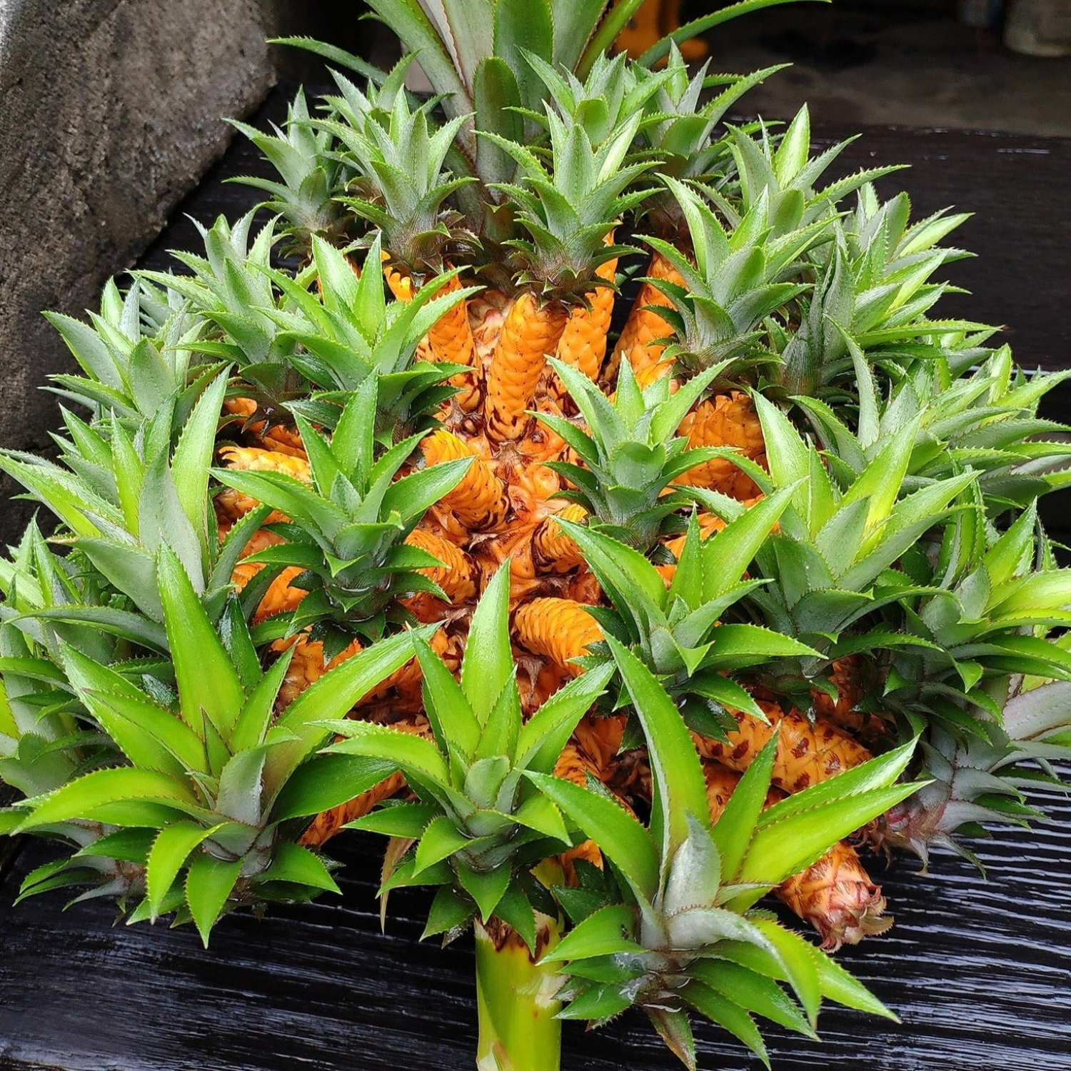 Medusa Pineapple Fruit Plant (Home & Garden Plants)