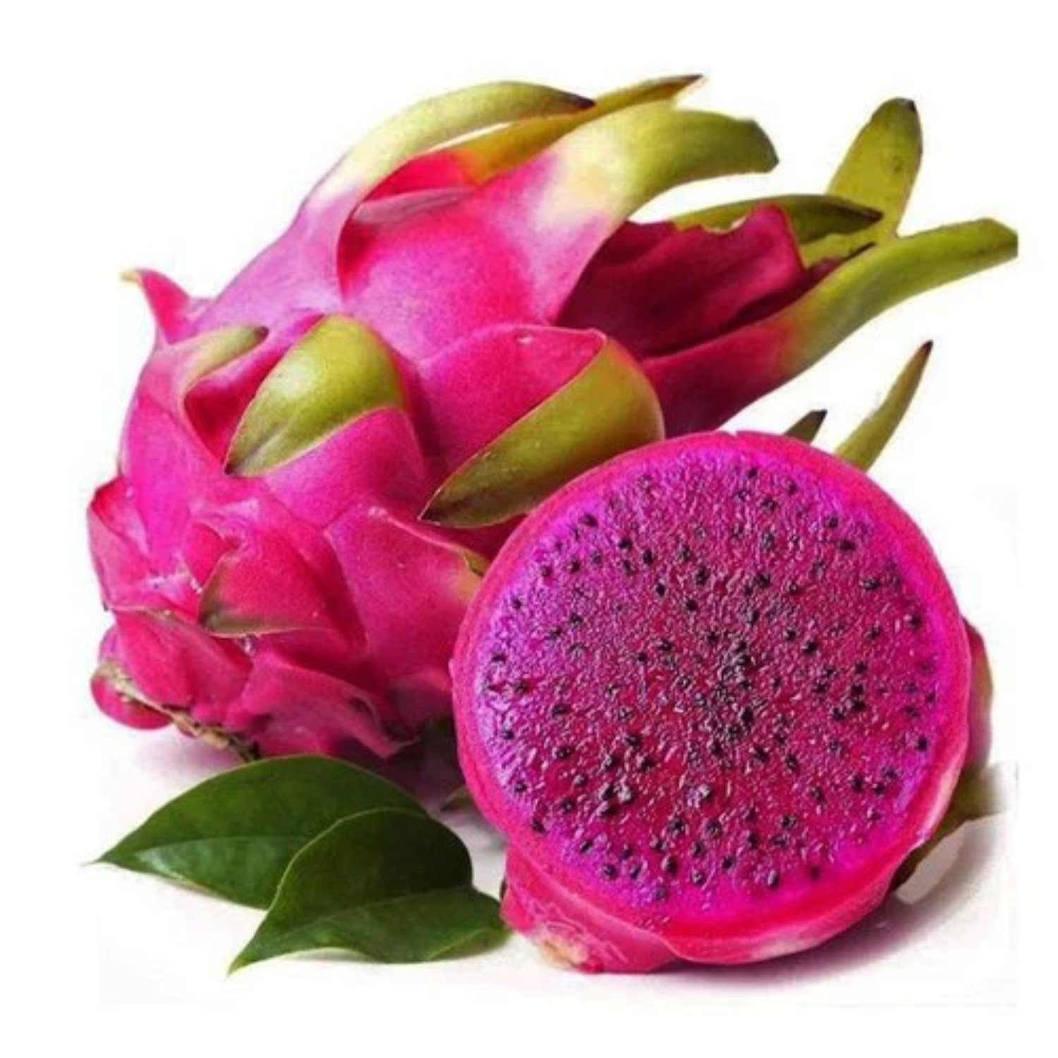 Dragon Fruit (Pink Flesh) (Selenicereus Undatus) Rooted Cuttings Seedling Fruit Plant (Home & Garden Plants)