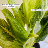 Aglaonema "Rayon Gold" - Live Plant (Home & Garden)