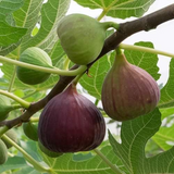 Brown Turkey Fig Live Plant (Ficus carica 'Brown Turkey”) Layered Fruit Plant (Home & Garden Plants)