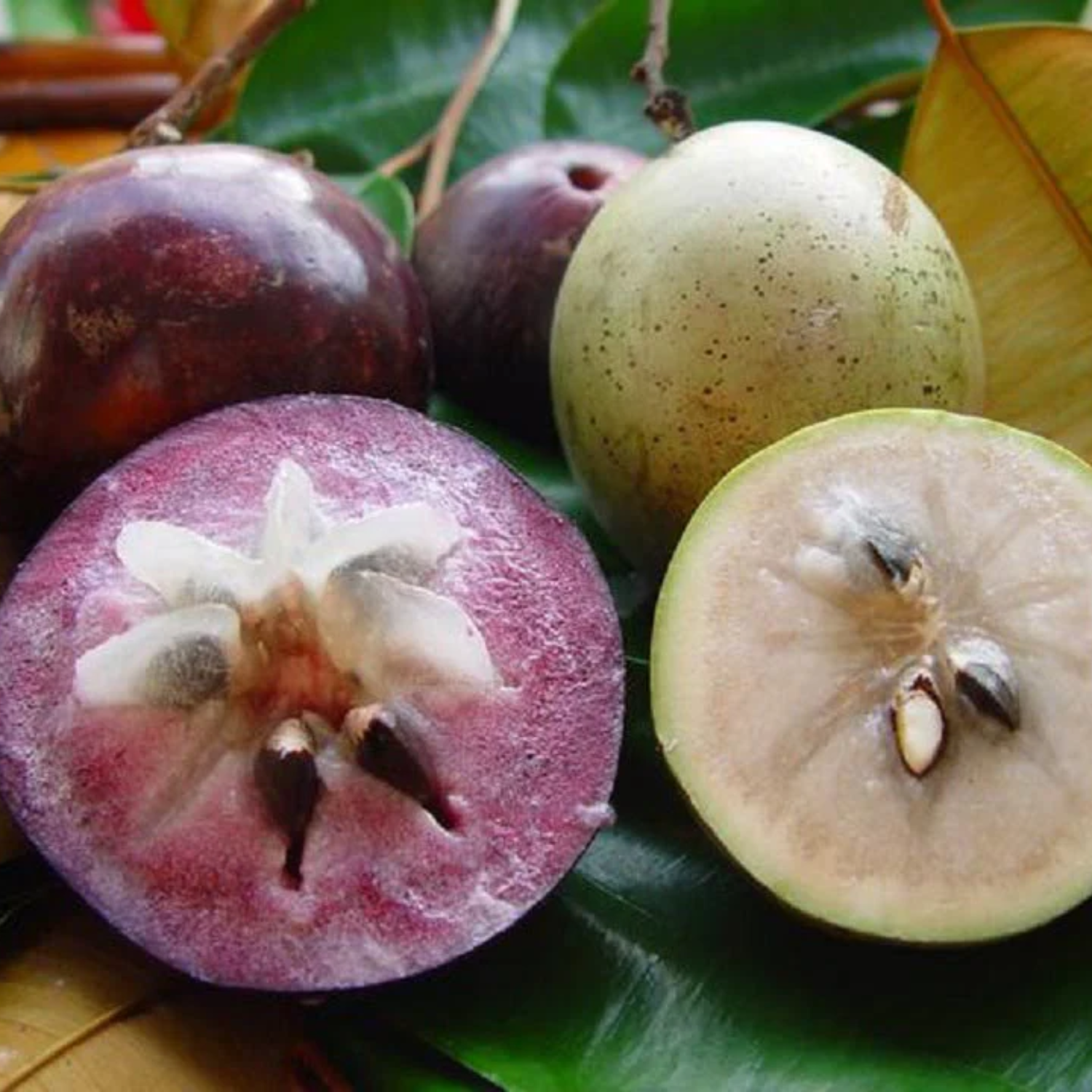 Purple Star Apple (Chrysophyllum Cainito) Seedling Fruit Plant (Home & Garden Plants)