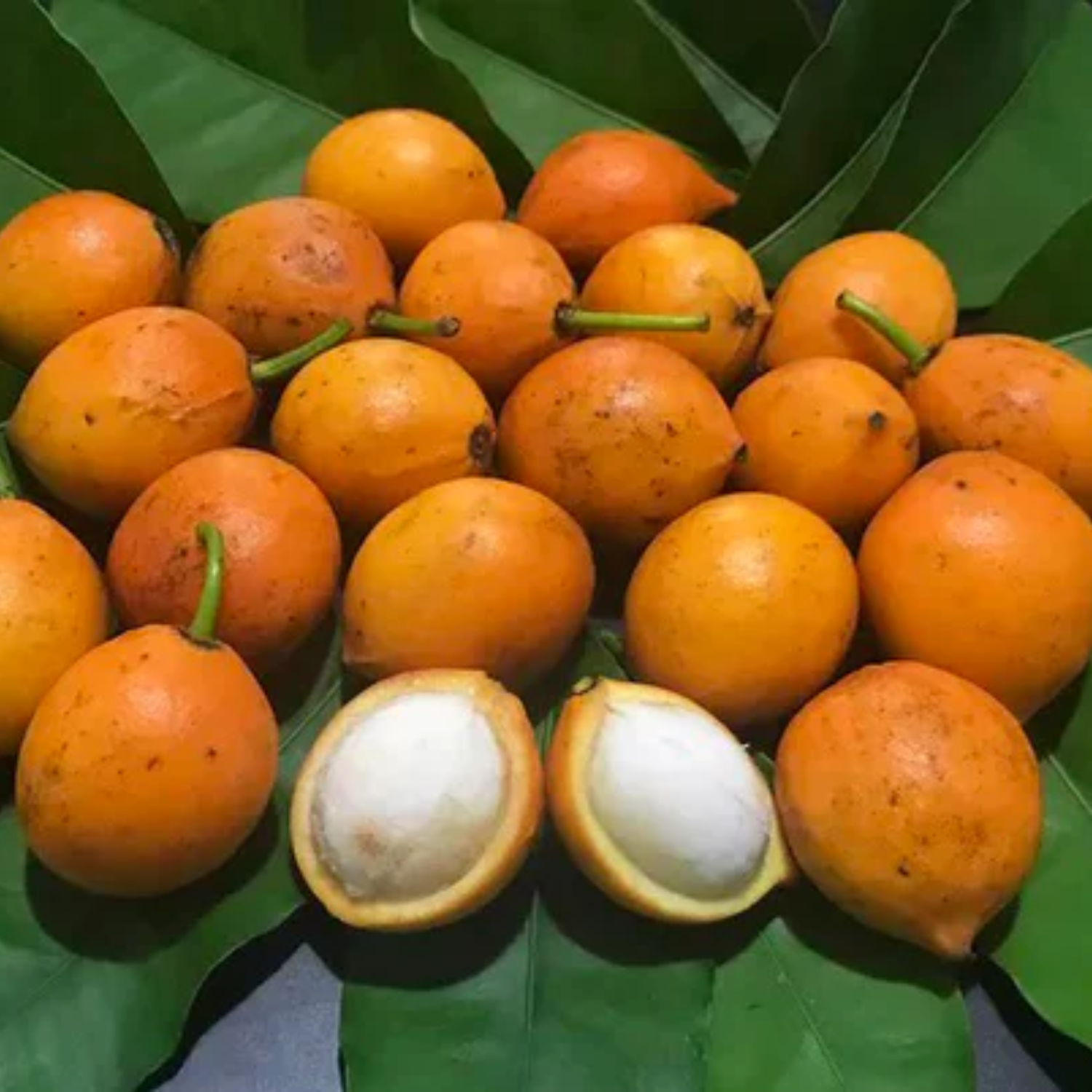 Bacupari Fruit (Garcinia Brasiliensis) Fruit Plant (Home & Garden Plants)