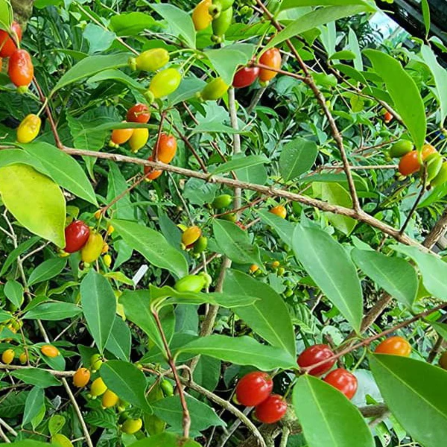 Pitanga de Perdiz Fruit (Eugenia Observa) Seedling Fruit Plant (Home & Garden Plants)