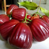 Dalhari Chamba (Syzygium Samarangense) Fruit Plant (Home & Garden Plants)