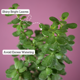 Jade Plant (Crassula Argentea) - Live Plant (With Self-Watering Pot & Plant)