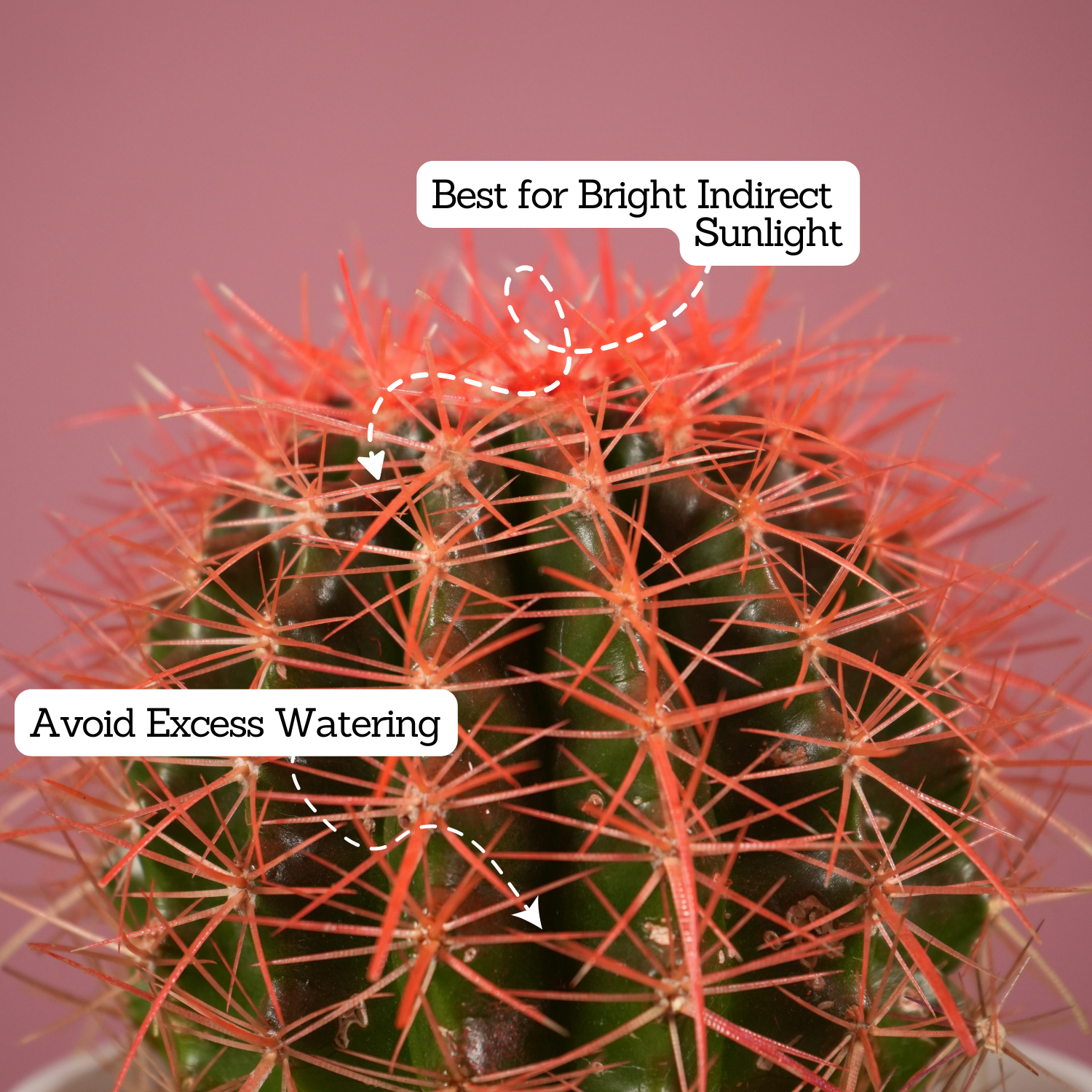 Ball Cactus Red (Parodia magnifica) - Live Plant (With 5 Inch Self-Watering Pot & Plant)