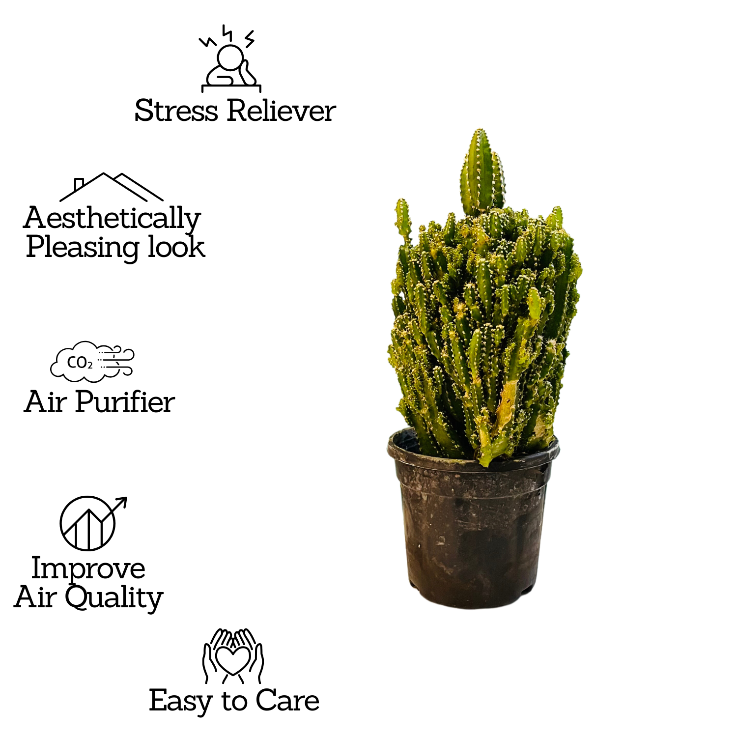 Cereus Fairy Castle Cactus Live Plant in 4 Inch Pot