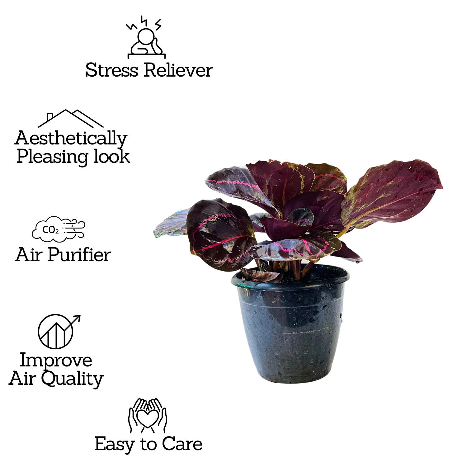 Calathea Roseopicta ‘Dottie’ - Live Plant (Home & Garden)