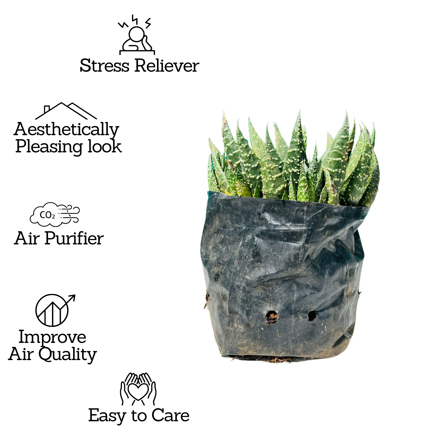 Aloe Flow - Live Succulent Plant (Home & Garden)
