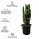 Cereus Fairy Castle Cactus Live Plant