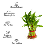 2 Layer Lucky Bamboo - Live Plant (Home & Garden)