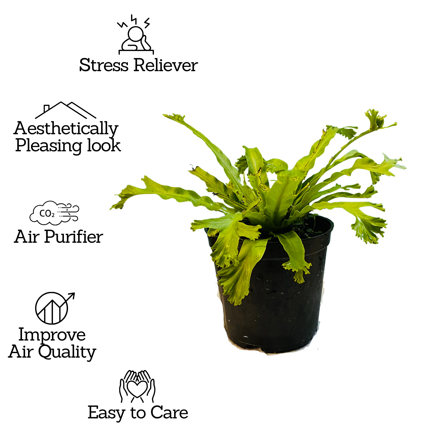 Asplenium Nidus Crissie Fern- Live Plant In 5 Inch Pot (Home & Garden)