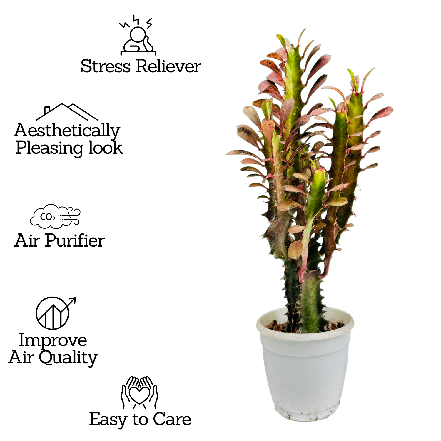 Euphorbia Trigona Red- Live Plant (Home & Garden)