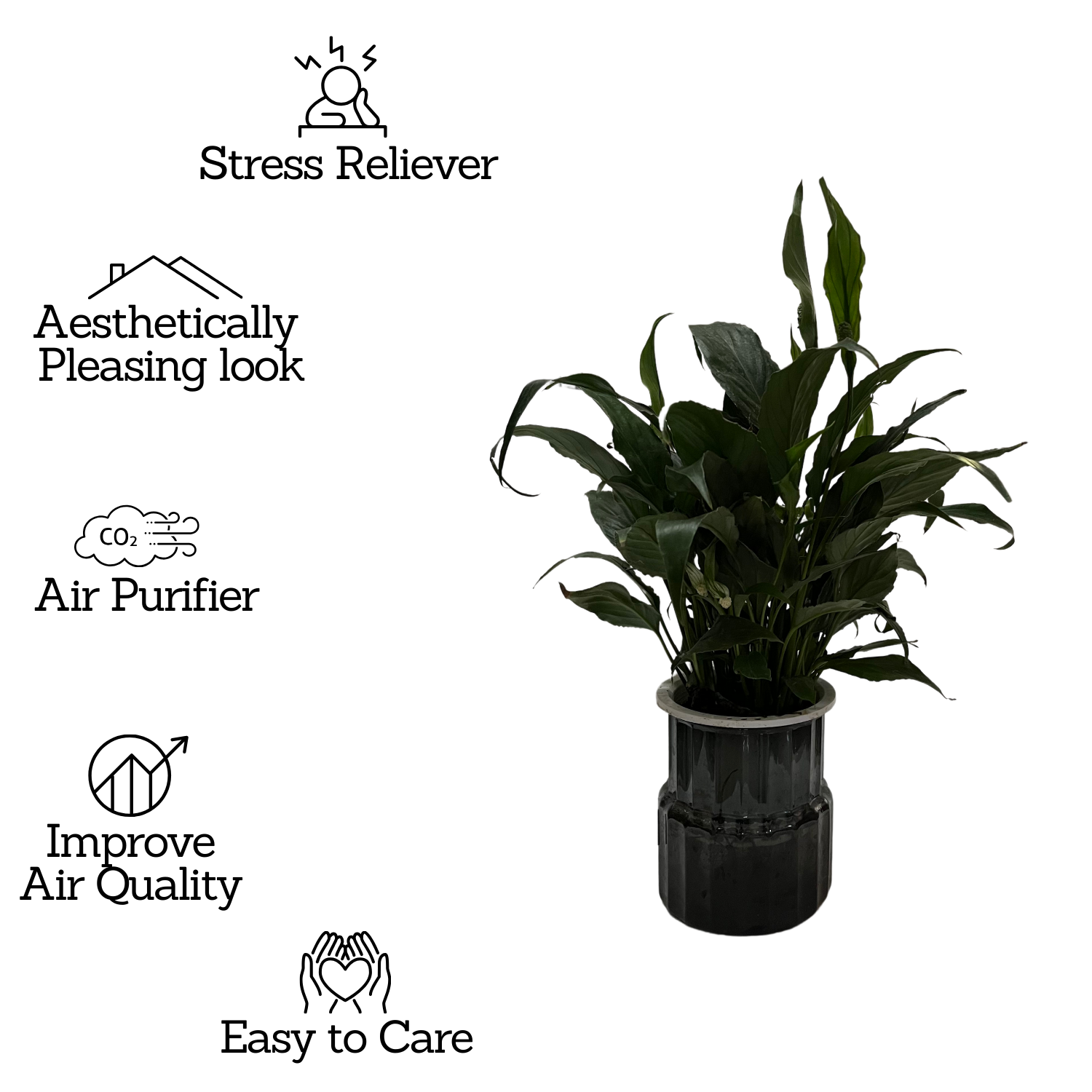 Peace Lily (Small Leaf) in Selfwatering Pot (Spathiphyllum) Flowering/Ornamental Live Plan (Home & Garden)
