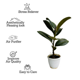 Green Rubber Plant, Ficus elastica - Live Plant  (Home & Garden)