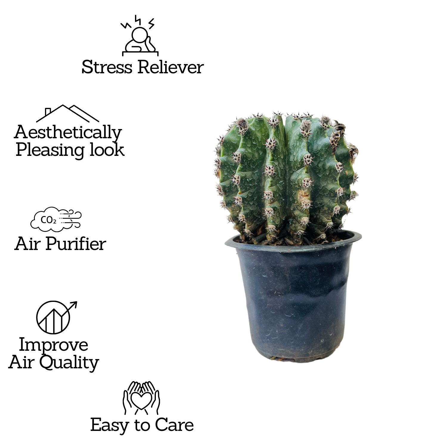 Easter Lily Cactus - Live Plant (Home & Garden)