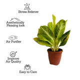 Aglaonema "Rayon Gold" - Live Plant (Home & Garden)