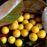 Yellow Nance Fruit (Byrsonima Crassifolia) Seedling Fruit Plant (Home & Garden Plants)