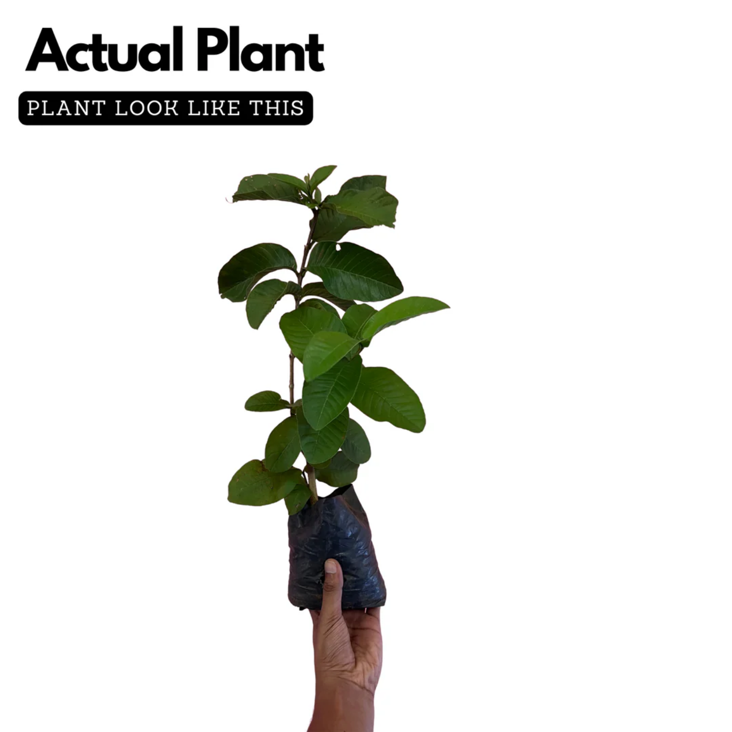 Kilo Pera(Giant Guava)Fruit Live Plant (Home & Garden)