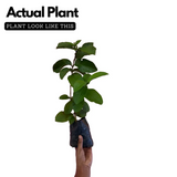 Kilo Pera(Giant Guava)Fruit Live Plant (Home & Garden)