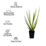 Silver Mikado (Sansevieria bacularis) - Live Snake Plant For Indoor (Home & Garden)