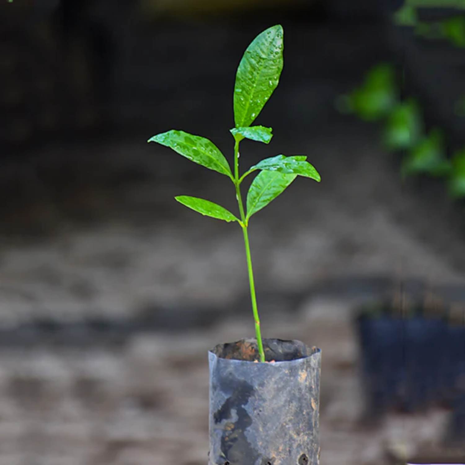 Mexican Garcinia Fruit (Luc's) (Garcinia mexicana) Seedling Fruit Plant (Home & Garden Plants)