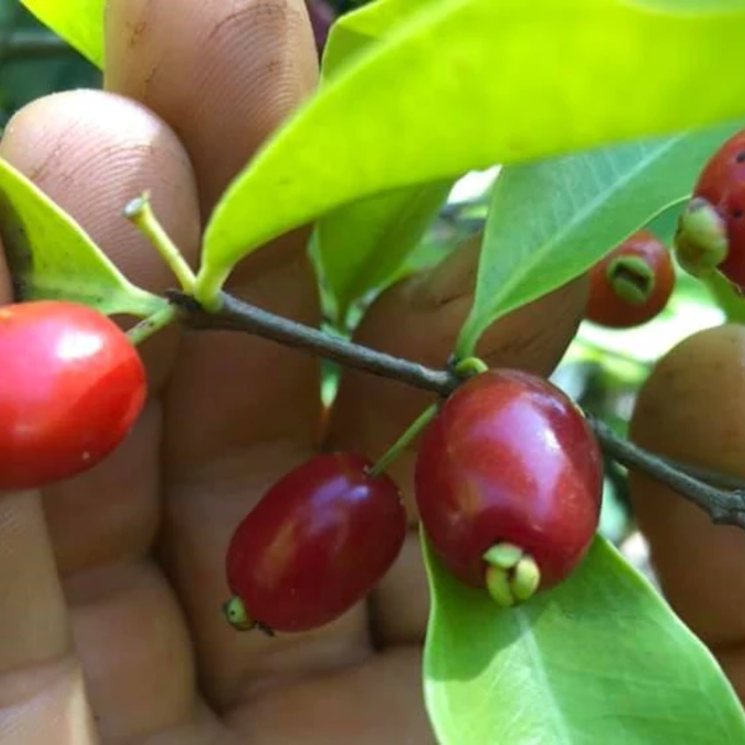 Pitanga de Perdiz Fruit (Eugenia Observa) Seedling Fruit Plant (Home & Garden Plants)