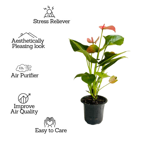 Pink Anthurium (Anthurium andraeanum) Flowering/Ornamental Live Plant (Home & Garden)