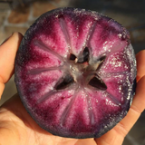 Purple Star Apple (Chrysophyllum Cainito) Seedling Fruit Plant (Home & Garden Plants)