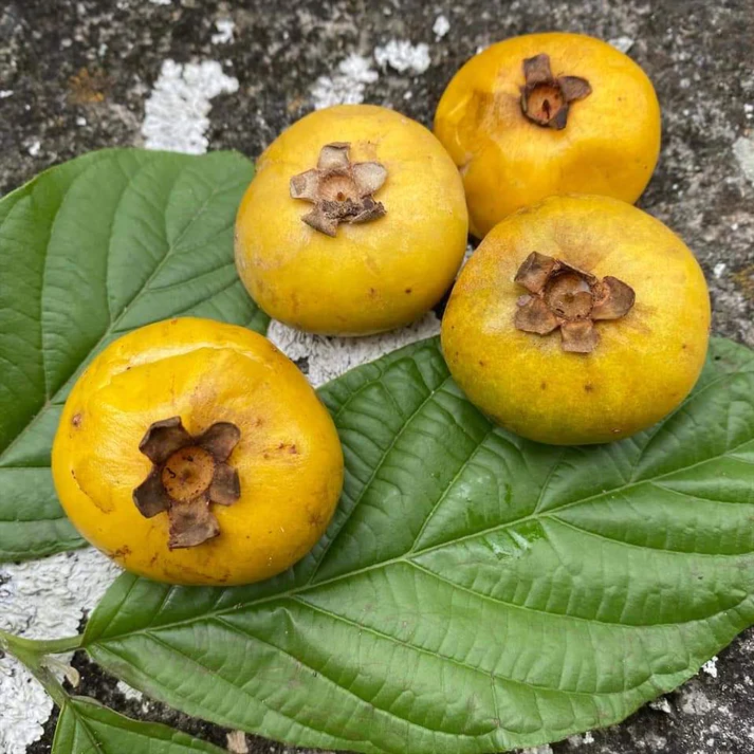 Pallilo Fruit (Campomanesia Lineatifolia) Seedling Fruit Plant (Home & Garden Plants)