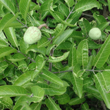 Madd Fruit (Saba Senegalensis) Seedling Fruit Plant (Home & Garden Plants)