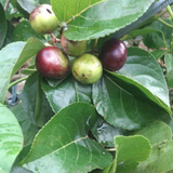 Manila cherry Fruit (Flacourtia SP) Fruit Plant (Home & Garden Plants)