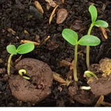 Gulmohar (Delonix regia) |  Seed Balls