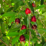 Cherry of De Rio Grande fruit (Eugenia Involucrata) Seedling Fruit Plant (Home & Garden Plants)