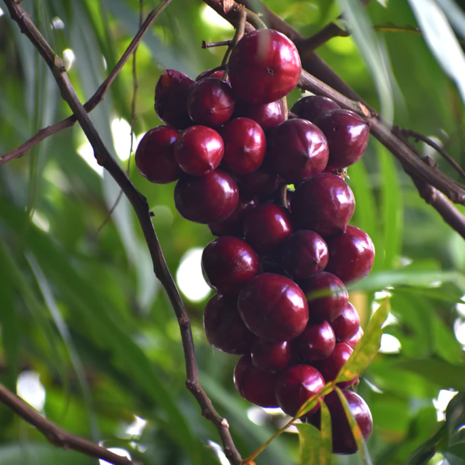 Terengganu Cherry Fruit (Lepisanthes Alata) Seedling Fruit Plant (Home & Garden Plants)