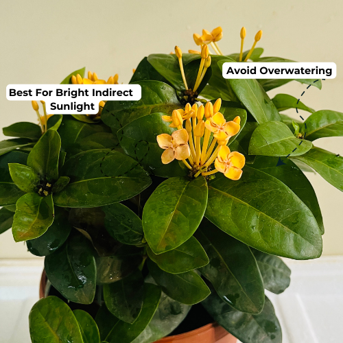 Yellow Ixora Miniature / Chethi (Ixora coccinea) Flowering/Ornamental Live Plant (Home & Garden)
