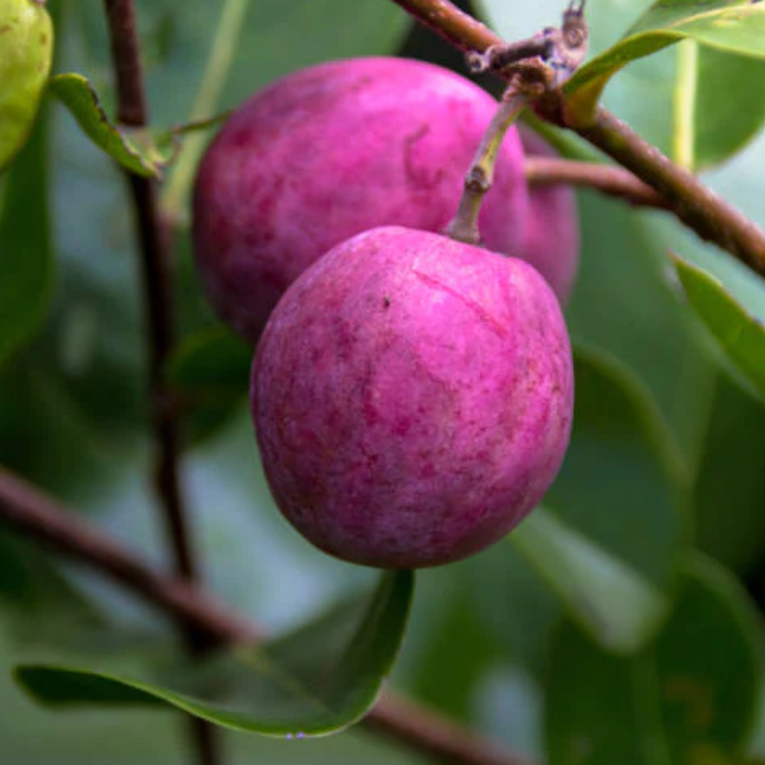 Cocoplum (Chrysobalanus Icaco) Fruit Plant (Home & Garden Plants)