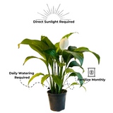 Spathiphyllum Cupido Peace Lily Large Flowered Flowering/Ornamental Live Plant In Pot (Home & Garden)