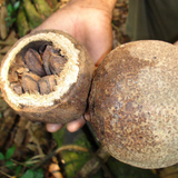 Brazil Nut fruit (Garcinia Aristata) Seedling Fruit Plant (Home & Garden Plants)