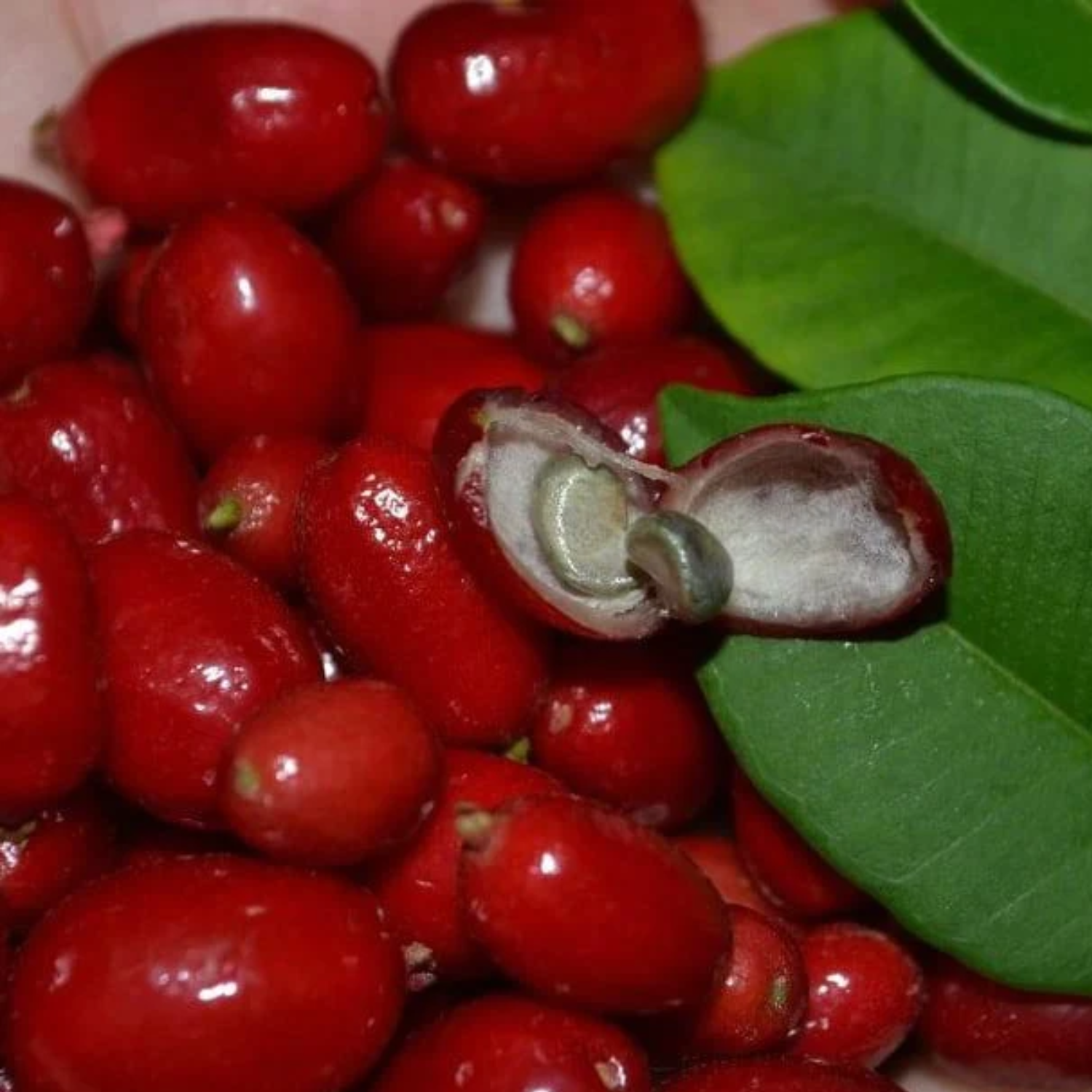 Mystery Fruit (Syzygium sp) Seedling Fruit Plant (Home & Garden Plants)